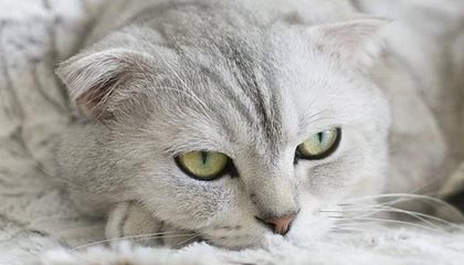 日喀则2026年最新北京商务伴游经纪招聘渠道分享(最方便真实的日喀则北京爱特博旅运服务有限责任公司招聘方法)